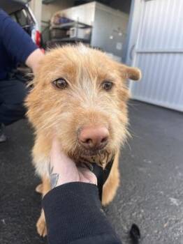 Mixed Breed Dogs Available for Adoption - Quinn | PetCurious