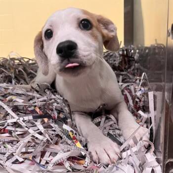 JACIE -  Labrador Retriever and Mixed Breed Dog for Adoption in St. Louis, Missouri - JACIE | PetCurious