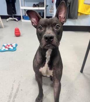 A138341 -  Mixed Breed Dog for Adoption in Palmetto, Florida - A138341 | PetCurious