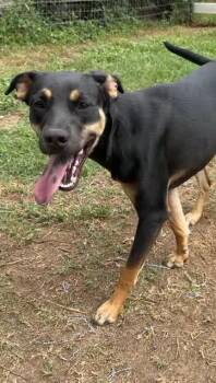 Labrador Retriever Dogs Available for Adoption in Joshua, Texas - Bettye | PetCurious