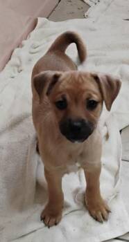 Rescue Chihuahua and Terrier Dogs for Adoption in Port Barrington, Illinois - Cinnamon | PetCurious