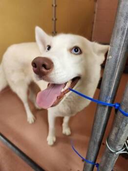 Rescue Husky Dogs for Adoption in Lake Wylie, South Carolina - Snowball | PetCurious