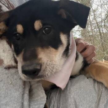 Hound Dogs Available for Adoption - Tofu | PetCurious