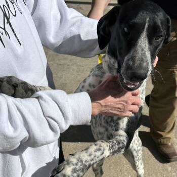 German Shorthaired Pointer Dogs Available for Adoption - Stella | PetCurious