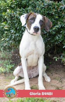 Gloria -  Mixed Breed Dog for Adoption in Mobile, Alabama - Gloria | PetCurious