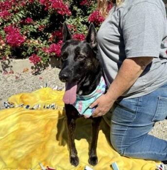 Rescue Shepherd and American Staffordshire Terrier Dogs for Adoption in Walnut Creek, California - Madonna | PetCurious