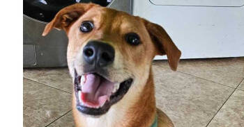 Rescue Labrador Retriever and Mixed Breed Dogs for Adoption in Naranjito, Naranjito - Bambam | PetCurious