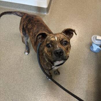 Zena -  Pit Bull Terrier Dog for Adoption in Council Bluffs, Iowa - Zena | PetCurious