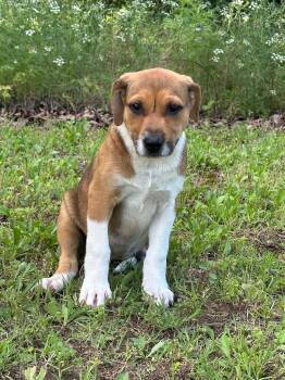 Clover -  Mixed Breed Dog Available for Adoption in Okemah, Oklahoma - Clover | PetCurious