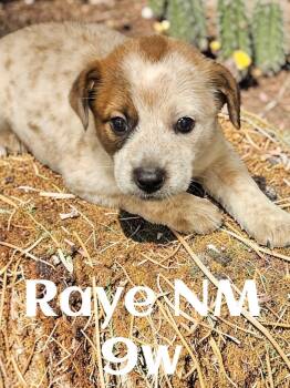 Australian Cattle Dog Blue Heeler Dogs Available for Adoption in The Woodlands, Texas - Raye | PetCurious