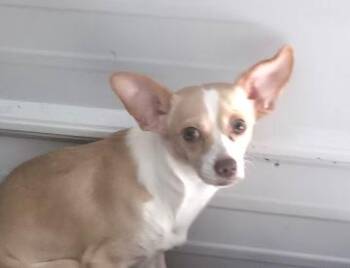 Ben Franklin -  Chihuahua Dog for Adoption in Andover, Massachusetts - Ben Franklin | PetCurious