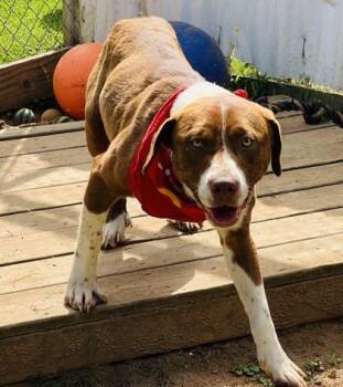 Red $85 -  Pit Bull Terrier and Mixed Breed Dog for Adoption in Seneca, South Carolina - Red $85 | PetCurious