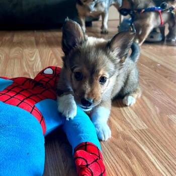 Cardigan Welsh Corgi and Chihuahua Dogs Available for Adoption in Shorewood, Illinois - Zephyr | PetCurious