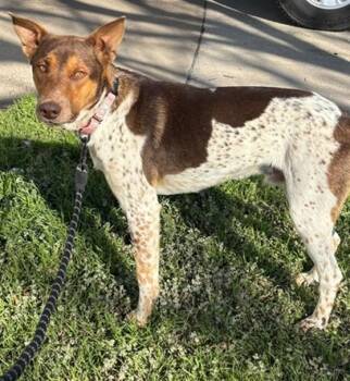 Ranger A216851 -  Australian Shepherd and Australian Kelpie Dog for Adoption in Plano, Texas - Ranger A216851 | PetCurious