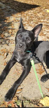 Rescue Shepherd Dogs for Adoption in Ball Ground, Georgia - Chex | PetCurious