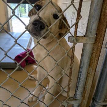 Lizzy -  Retriever Dog for Adoption in Fairfax Station, Virginia - Lizzy | PetCurious