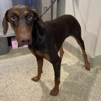 IVHS-Stray-143160 -  Doberman Pinscher Dog for Adoption in San Gabriel, California - IVHS-Stray-143160 | PetCurious