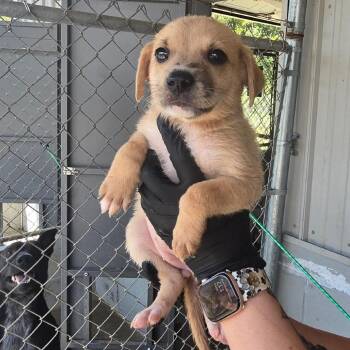 Glitter -  Labrador Retriever and Mixed Breed Dog for Adoption in New York, New York - Glitter | PetCurious