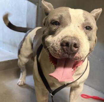 OSO -  Pit Bull Terrier and Mixed Breed Dog for Adoption in San Bernardino, California - OSO | PetCurious