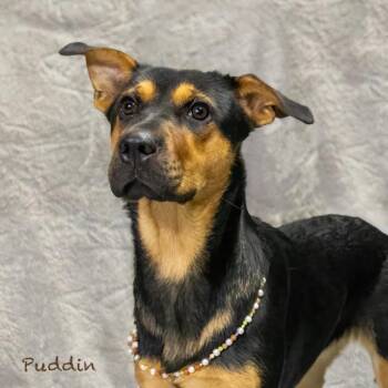 Puddin -  Terrier Dog for Adoption in Northbrook, Illinois - Puddin | PetCurious