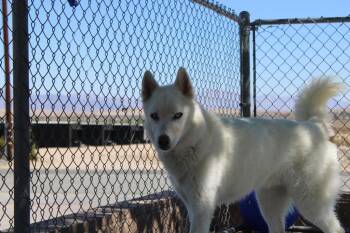 Kane -  Husky Dog for Adoption in Twentynine Palms, California - Kane | PetCurious