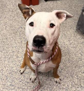 Pit Bull Terrier and Labrador Retriever Dogs Available for Adoption in Golden, Colorado - Everest | PetCurious