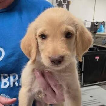 Finkley -  Mixed Breed Dog for Adoption in Fredericksburg, Virginia - Finkley | PetCurious