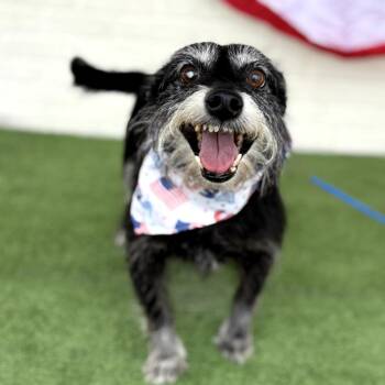 Able -  Terrier and Mixed Breed Dog for Adoption in Helena, Alabama - Able | PetCurious