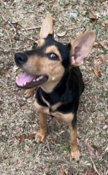 German Shepherd Dog and Miniature Pinscher Dogs Available for Adoption - Sasha | PetCurious