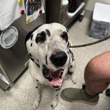Dalmatian Dogs Available for Adoption - Loki | PetCurious