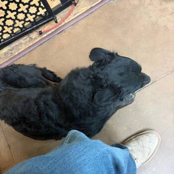Dolores -  Mixed Breed Dog for Adoption in Flagstaff, Arizona - Dolores | PetCurious