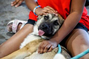 Scooby -  German Shepherd Dog and Belgian Shepherd Malinois Dog for Adoption in Cave Creek, Arizona - Scooby | PetCurious
