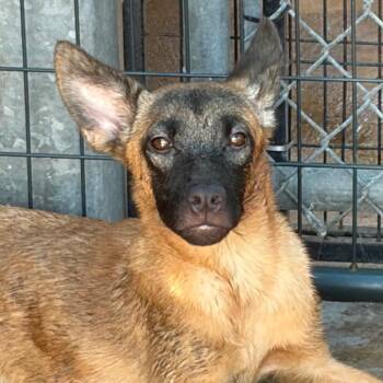 Lydia -  Mixed Breed Dog for Adoption in Lake Jackson, Texas - Lydia | PetCurious