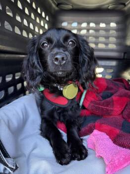 Cocker Spaniel and Dachshund Dogs Available for Adoption in Dana Point, California - Truffles | PetCurious