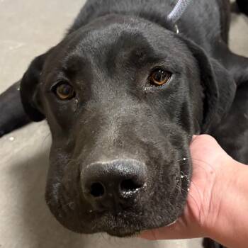 Wilson -  Black Labrador Retriever Dog for Adoption in Yuma, Arizona - Wilson | PetCurious