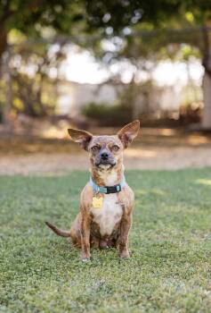 Tina -  Chihuahua and American Bully Dog for Adoption in Peoria, Arizona - Tina | PetCurious