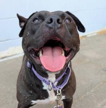 Rambo -  Staffordshire Bull Terrier and Mixed Breed Dog for Adoption in Richmond, Virginia - Rambo | PetCurious