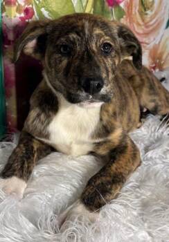 Boxer and Labrador Retriever Dogs Available for Adoption - Trigg | PetCurious