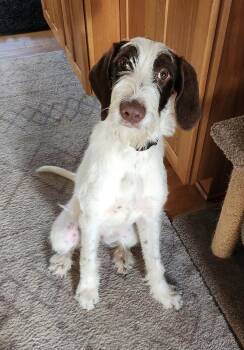 Bernie -  German Wirehaired Pointer Dog for Adoption in Cleveland, Ohio - Bernie | PetCurious