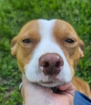 Trixie in TX -  Terrier Dog for Adoption in Cranston, Rhode Island - Trixie In TX | PetCurious
