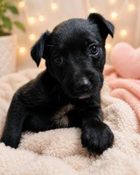Nebula -  Australian Cattle Dog Blue Heeler and Mixed Breed Dog for Adoption in Fayetteville, Tennessee - Nebula | PetCurious