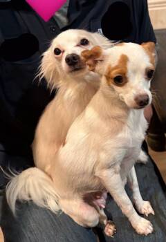 Chihuahua Dogs Available for Adoption - Tiny And Lil-Bit Bonded Sisters | PetCurious