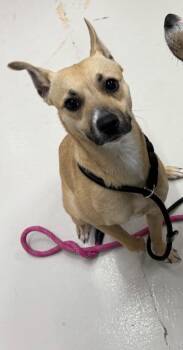 Matcha -  Hound Dog for Adoption in Findlay, Ohio - Matcha | PetCurious