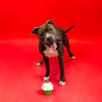 Ic17 Glory -  Pit Bull Terrier Dog for Adoption in Lawrenceville, Georgia - Ic17 Glory | PetCurious