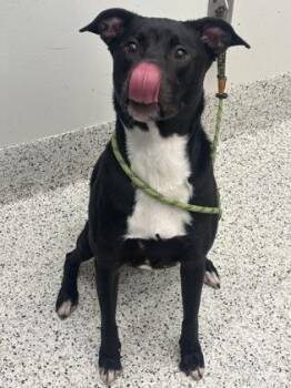 Lake -  Mixed Breed Dog for Adoption in Atlanta, Georgia - Lake | PetCurious