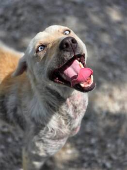 Ivy -  Labrador Retriever and Mixed Breed Dog for Adoption in Carthage, Missouri - Ivy | PetCurious