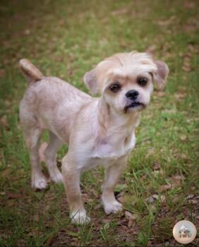 Lhasa Apso Dogs Available for Adoption in Milton, Florida - Fletcher | PetCurious
