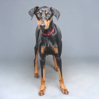 Doberman Pinscher Dogs Available for Adoption in Palm Springs, California - Cherry | PetCurious