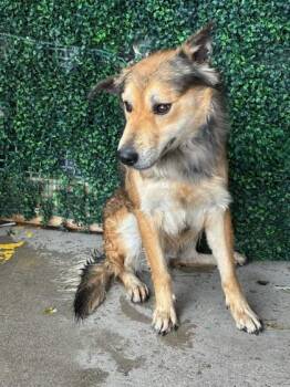 Collie and Mixed Breed Dogs Available for Adoption - 60122889 | PetCurious