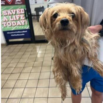 Yorkshire Terrier Dogs Available for Adoption - Carly | PetCurious